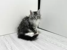 メインクーン【群馬県・女の子・2025年9月25日・シルバータビー&ホワイト】の写真4