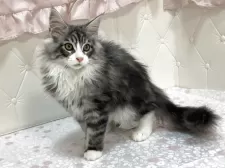 メインクーン【群馬県・男の子・2025年7月27日・シルバータビー&ホワイト】の写真5