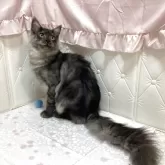 メインクーン【群馬県・男の子・2025年5月1日・シルバータビー&ホワイト】の写真5