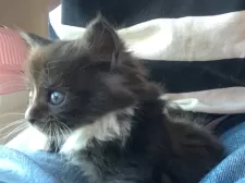 メインクーン【群馬県・女の子・2025年1月20日・ブラック&ホワイト】の写真5