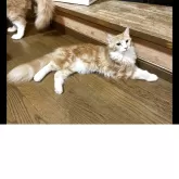 メインクーン【群馬県・女の子・2025年3月1日・レッドタビー&ホワイト】の写真5