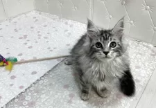 メインクーン【群馬県・女の子・2025年7月27日・シルバータビー&ホワイト】の写真5