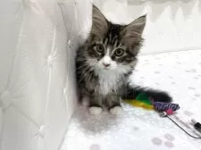 メインクーン【群馬県・女の子・2025年7月27日・ブラウンタビー&ホワイト】の写真6