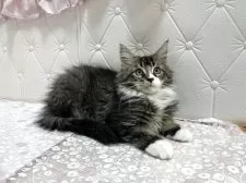 メインクーン【群馬県・男の子・2025年7月27日・ブラウンタビー&ホワイト】の写真6