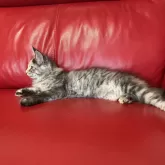 メインクーン【群馬県・女の子・2025年6月8日・シルバーパッチドタビー&ホワイト】の写真5