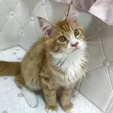 メインクーン【群馬県・男の子・2025年6月8日・レッドタビー&ホワイト】の写真6