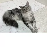 メインクーン【群馬県・女の子・2025年4月22日・シルバータビー&ホワイト】の写真6