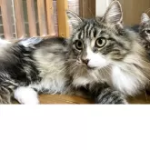 メインクーン【群馬県・女の子・2025年2月27日・ブラウンタビー&ホワイト】の写真7