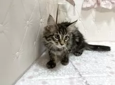 メインクーン【群馬県・女の子・2025年7月27日・ブラウンタビー&ホワイト】の写真7