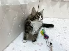 メインクーン【群馬県・女の子・2025年7月27日・ブラウンタビー&ホワイト】の写真7