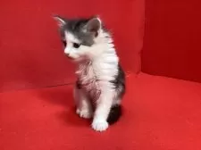 メインクーン【群馬県・男の子・2025年2月25日・シルバータビー&ホワイト】の写真7