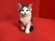 メインクーン【群馬県・男の子・2025年2月25日・シルバータビー&ホワイト】の写真8