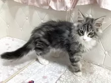 メインクーン【群馬県・男の子・2025年7月27日・シルバータビー&ホワイト】の写真8