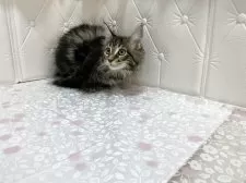 メインクーン【群馬県・女の子・2025年7月27日・ブラウンタビー&ホワイト】の写真8