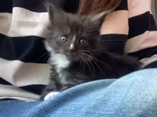 メインクーン【群馬県・女の子・2025年1月20日・ブラック&ホワイト】の写真8