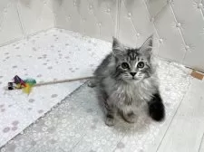 メインクーン【群馬県・女の子・2025年7月27日・シルバータビー&ホワイト】の写真8