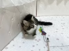 メインクーン【群馬県・女の子・2025年7月27日・ブラウンタビー&ホワイト】の写真9