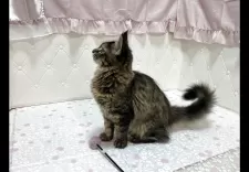 メインクーン【群馬県・男の子・2025年6月8日・ブラウンマッカレルタビー】の写真9