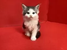 メインクーン【群馬県・男の子・2025年2月25日・シルバータビー&ホワイト】の写真9