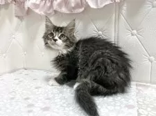 メインクーン【群馬県・男の子・2025年7月27日・ブラウンタビー&ホワイト】の写真9