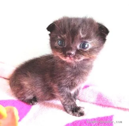 ID:2007-00502の子猫