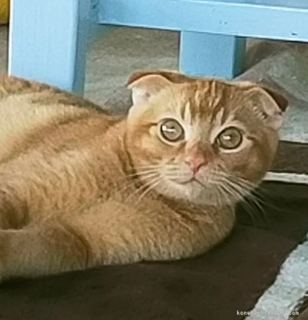 ID:2110-00068の子猫