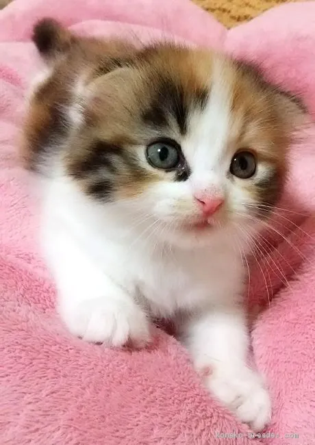 ID:1908-00547の子猫