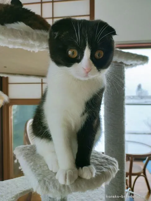 ID:2111-00385の子猫