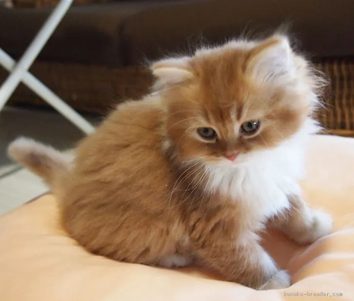 ID：2012-01613の子猫