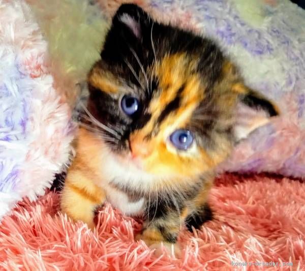 スコティッシュフォールド 立ち耳 富山県 女の子 年7月1日 キャリコ 三毛猫 優しい性格 の子です みんなの子猫ブリーダー 子猫id 07 016 スコティッシュフォールド 立ち耳 富山県 女の子 年7月1日 キャリコ 三毛猫 優しい性格 の子です みんなの子猫ブリーダー 子猫id 07 016