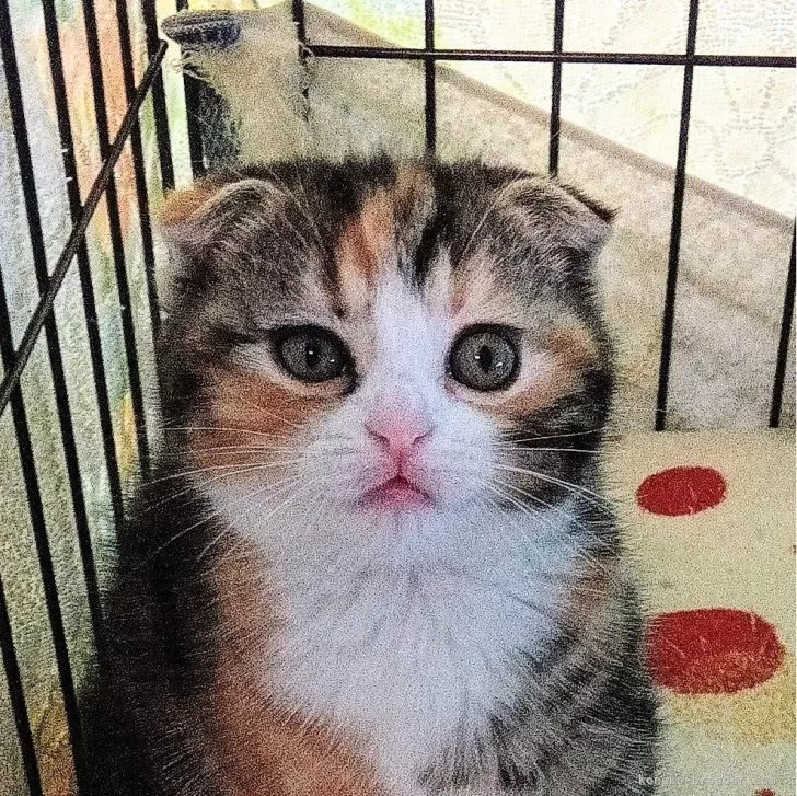 ID:2502-00470の子猫