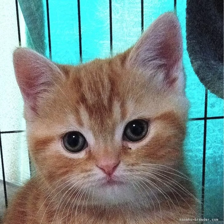 ID:2502-00777の子猫