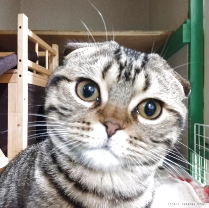 スコティッシュフォールド(折れ耳)【富山県・男の子・2025年8月24日・シルバータビ-】の写真1