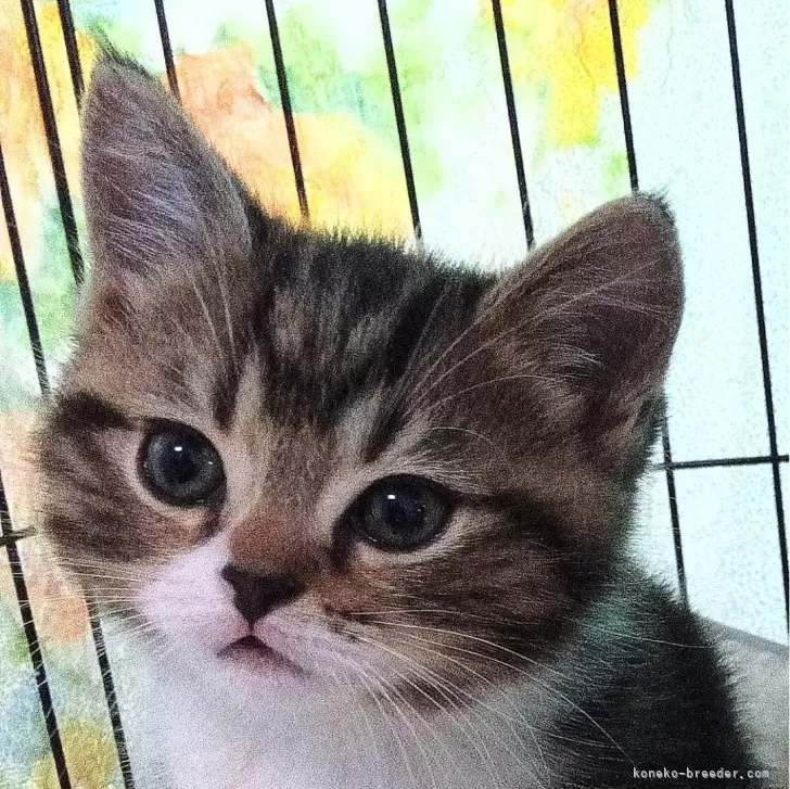 ID:2502-00471の子猫