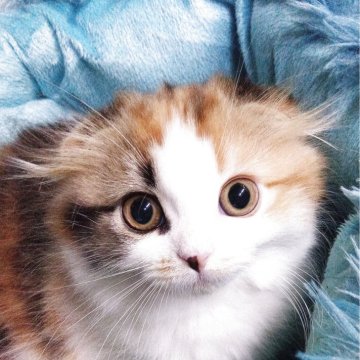 スコティッシュフォールド(折れ耳)【富山県・女の子・2025年9月24日・キャリコ】の写真「とても色バランスの良い子です」