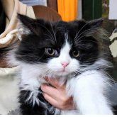 スコティッシュストレート