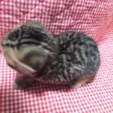 スコティッシュフォールド(折れ耳)【富山県・男の子・2025年8月24日・シルバータビ-】の写真2