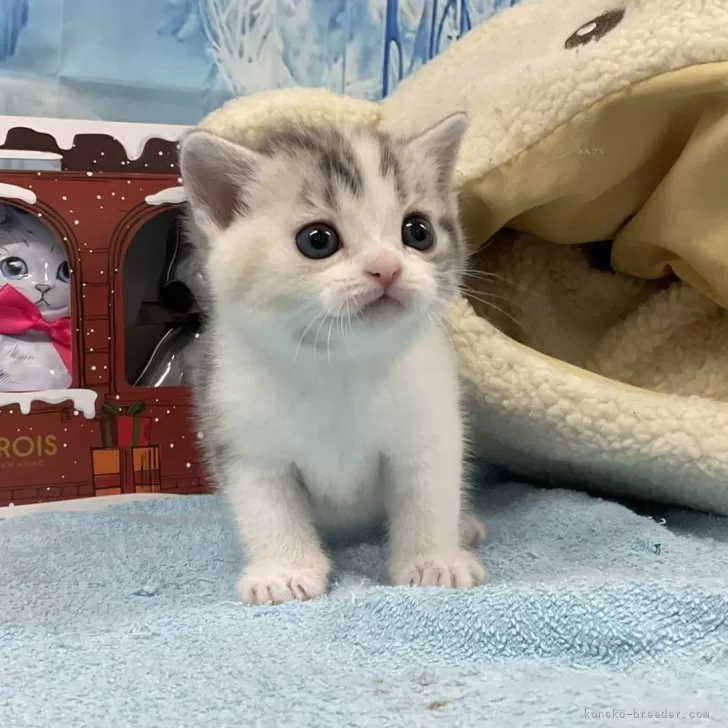 ID：2401-01165の子猫