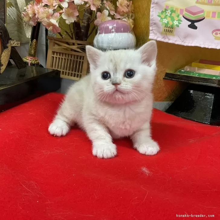 ID：2402-02058の子猫