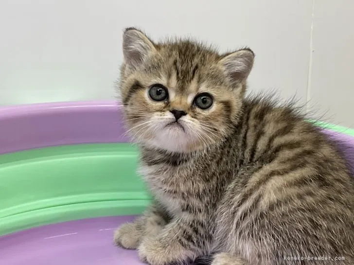 ID：2205-00285の子猫