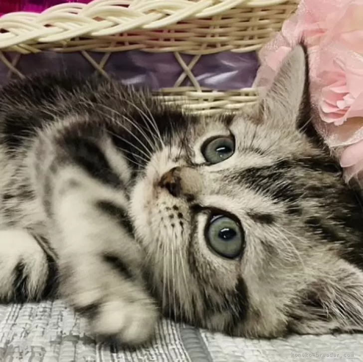 ID:2406-00820の子猫