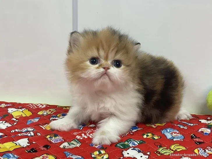 ID：2201-00262の子猫