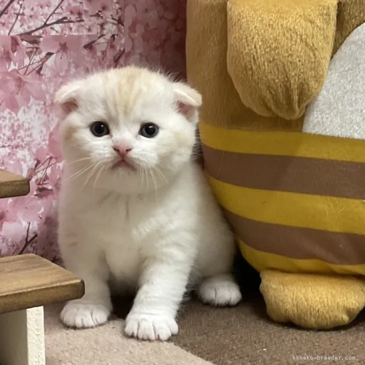 ID:2304-02034の子猫