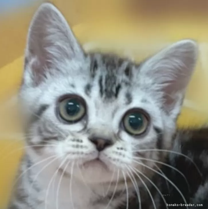 ID：2406-01941の子猫