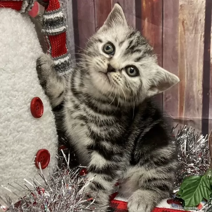 ID:2411-01819の子猫
