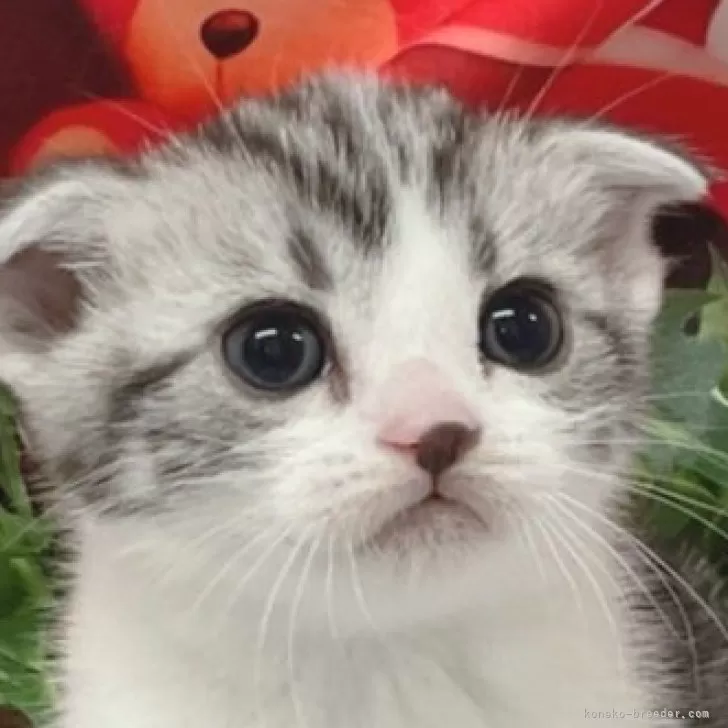 ID:2406-03334の子猫