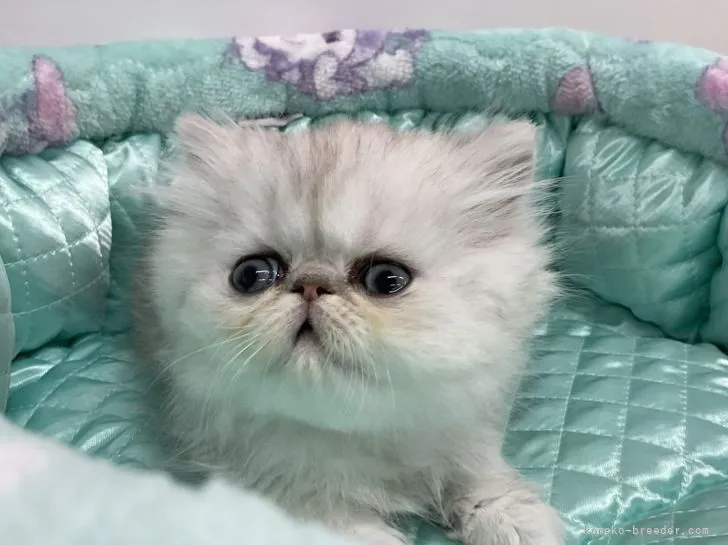 ID：2204-00327の子猫