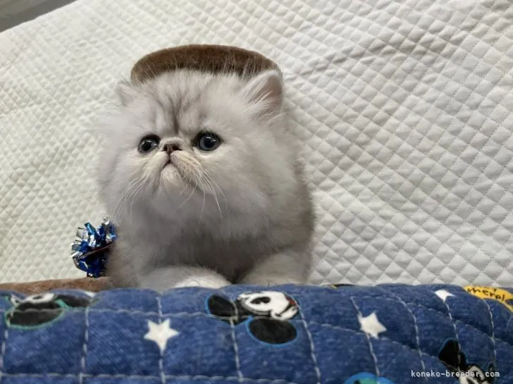 ID：2204-00072の子猫