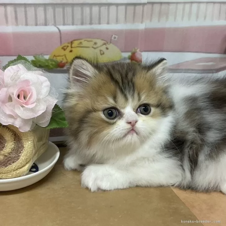 ID：2410-02380の子猫