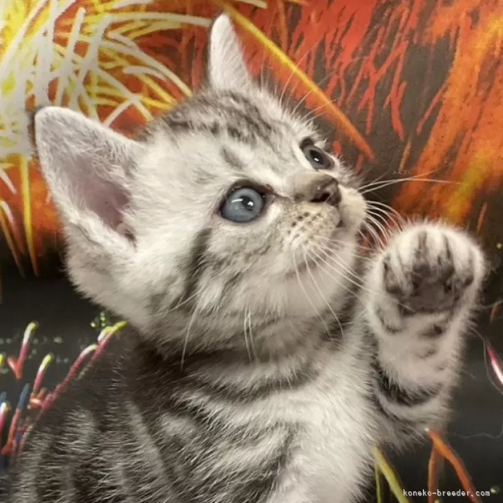 ID：2407-01401の子猫